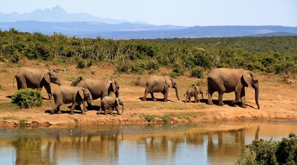 Buenas noticias. Aumenta la población de elefantes en Kenia