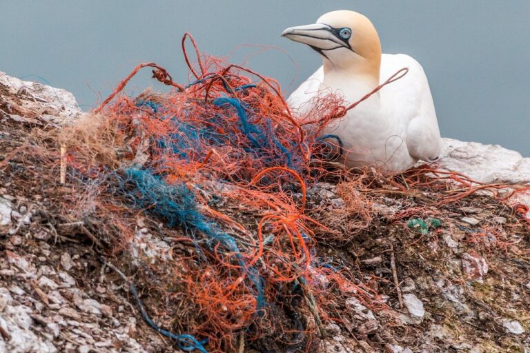 Basura en el naturaleza