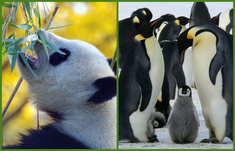 Día Mundial de los Animales: Alerta ante la extinción de especies