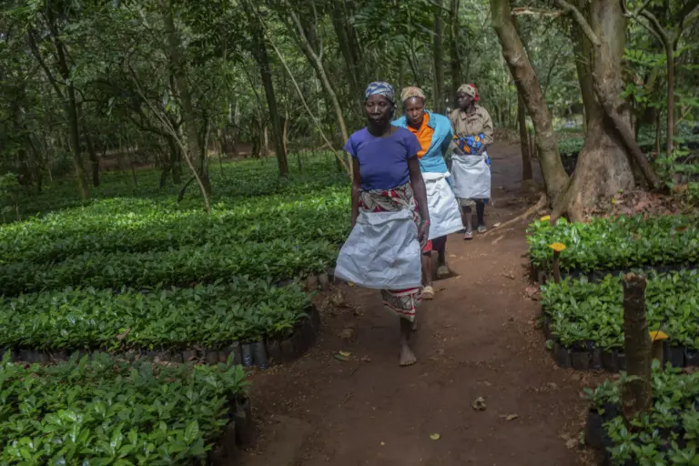 En Mozambique, el café sirve para salvar un bosque tropical único