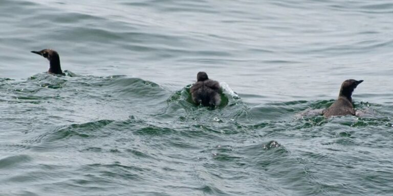 Yuliana Bedolla ganó el premio Fund for Nature de Whitley