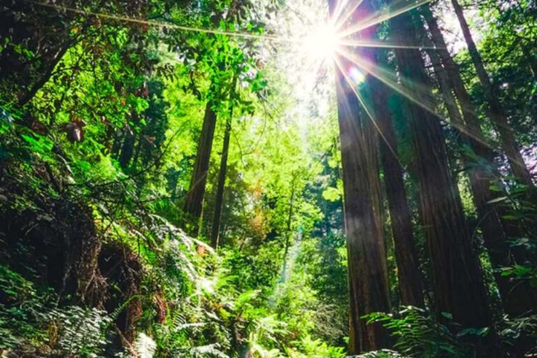 La Amazonia brasileña puede ser potencia en bioeconomía