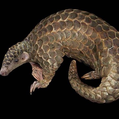 animales que se podrían extinguir en 2023