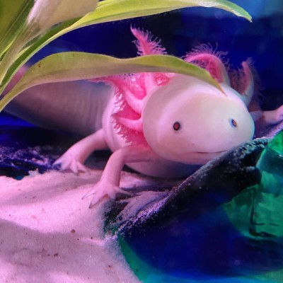 El axolote está en peligro de extinción