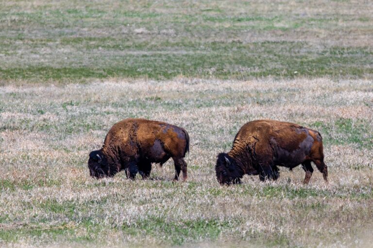 El bisonte americano regresa a México y lucha contra el cambio climático