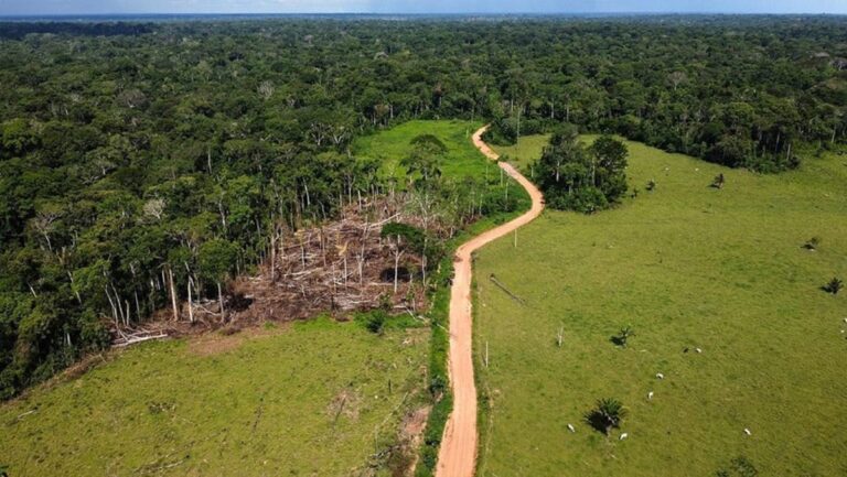 Cayó tasa de deforestación en Amazonía brasileña