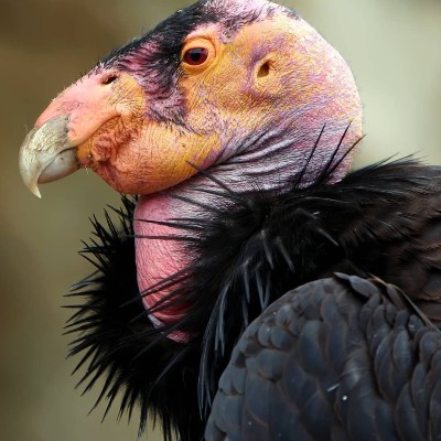 cóndor de california