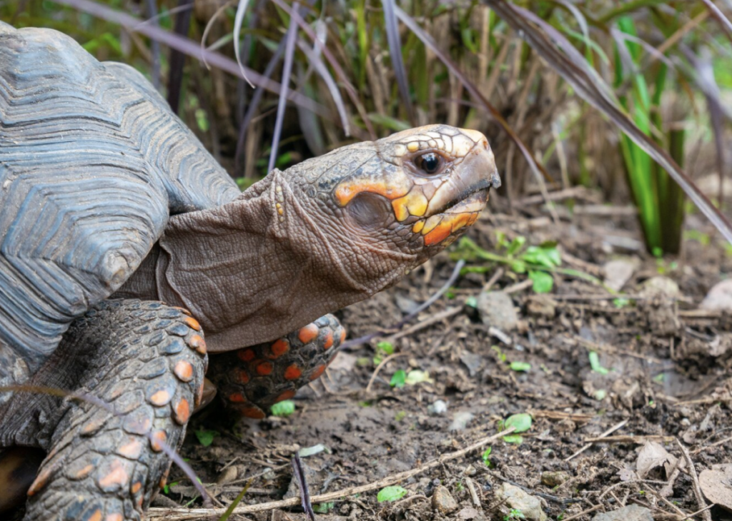 Se avecina una sexta extinción masiva.