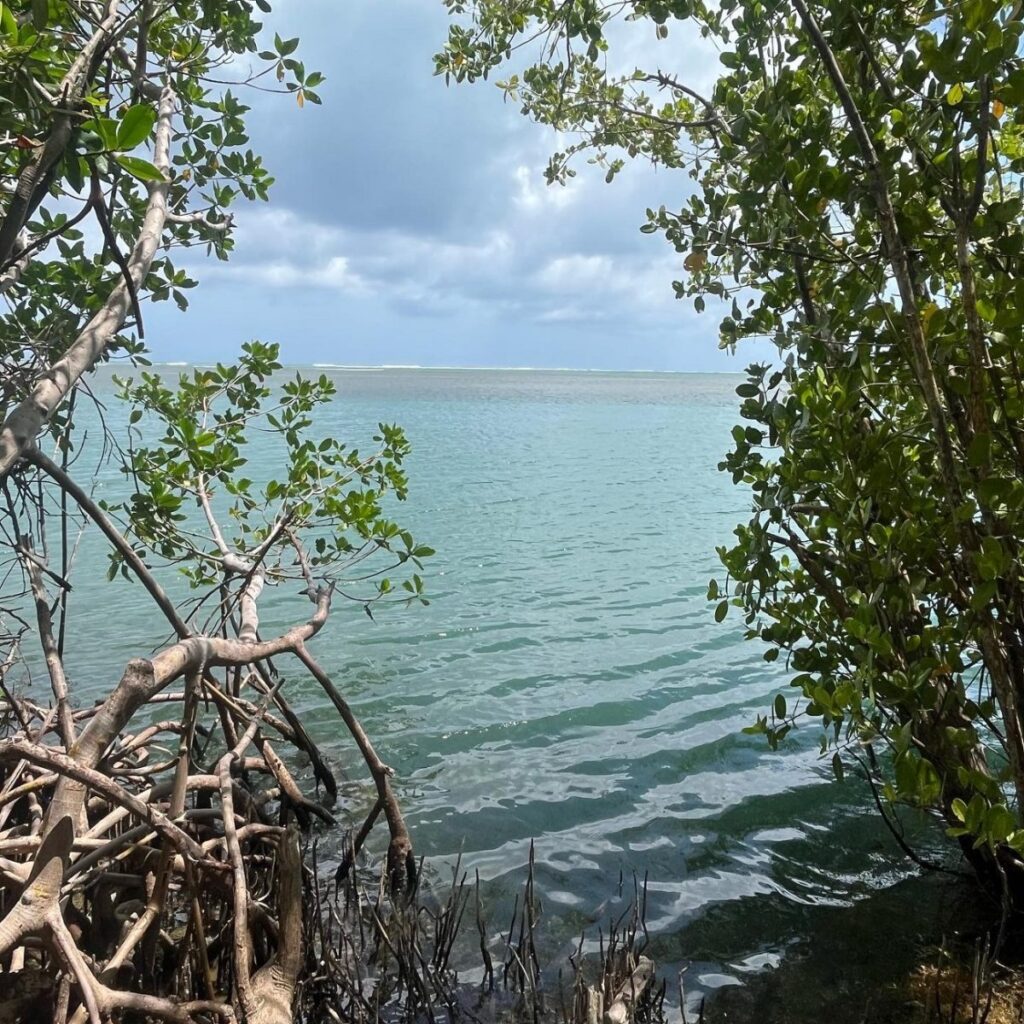 Desarrollo urbano y desastres afectan manglares de El Caribe