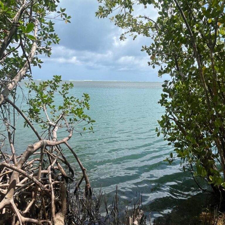 Desarrollo urbano y desastres afectan manglares de El Caribe