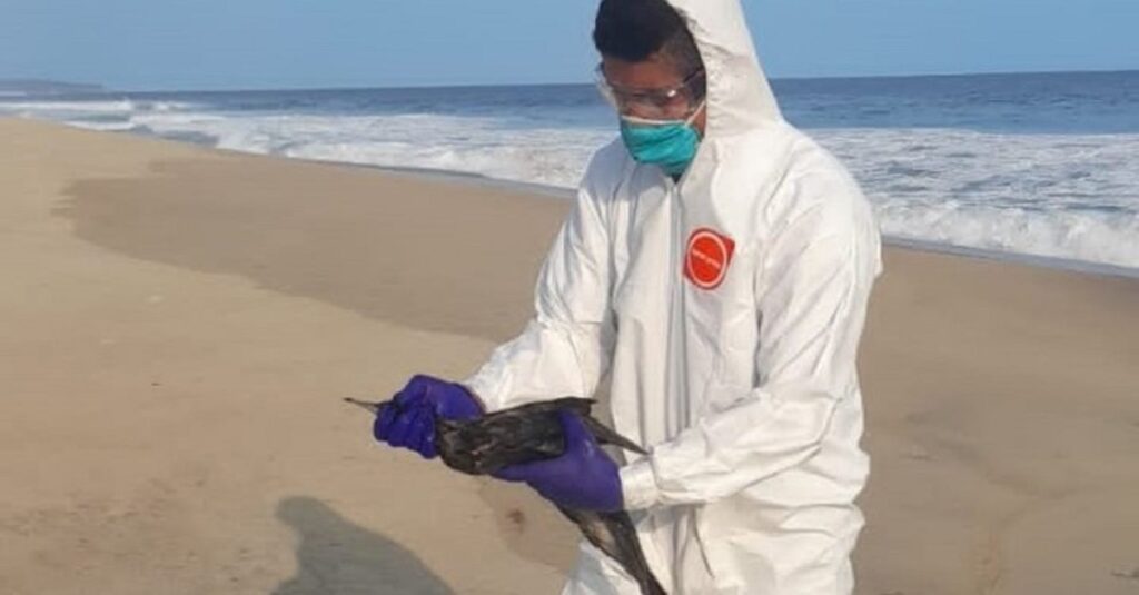 “El Niño”, mortandad de cientos de aves