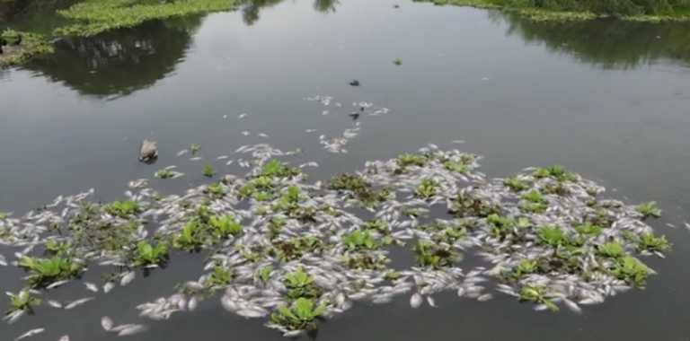 Mueren alrededor de 500 peces en río Los Perros en Juchitán