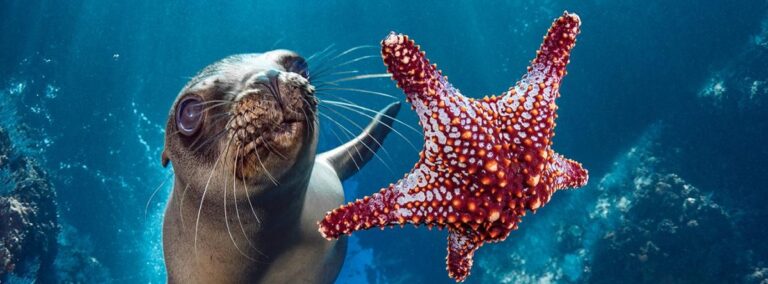 Advierten que sobrepesca y plásticos amenazan los océanos