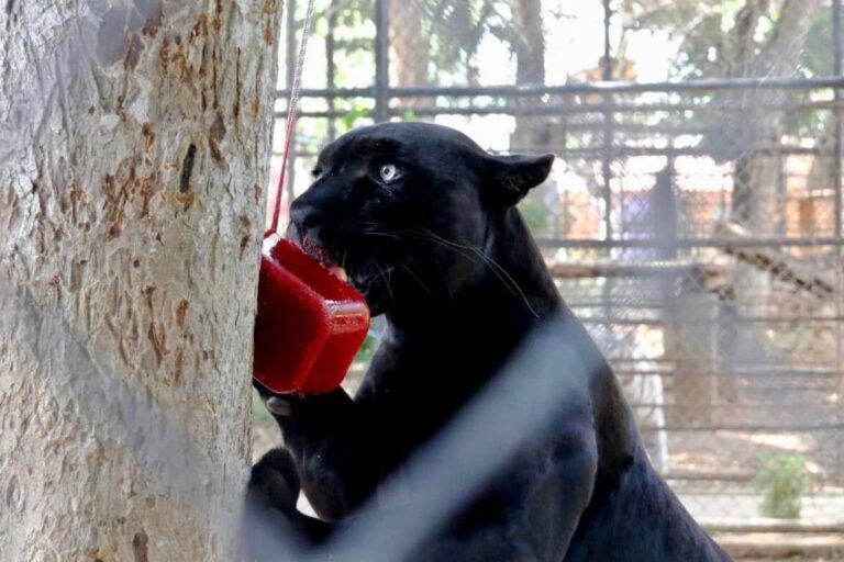 Preparan paletas heladas a animales de zoológicos en Mérida