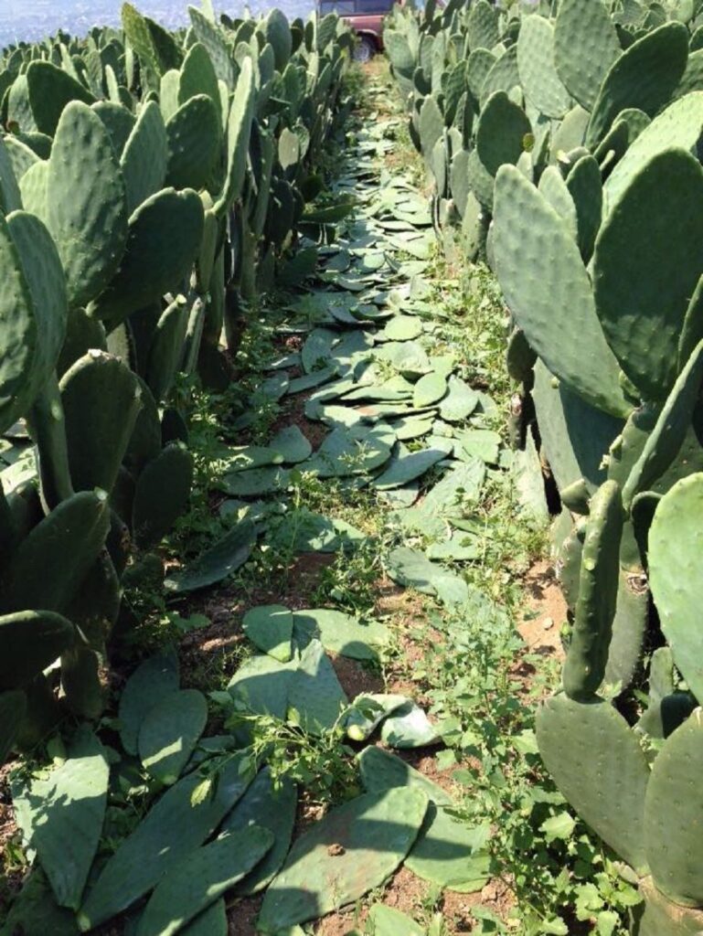 Plaga Grana Cochinilla afecta 90% de plantíos de nopal