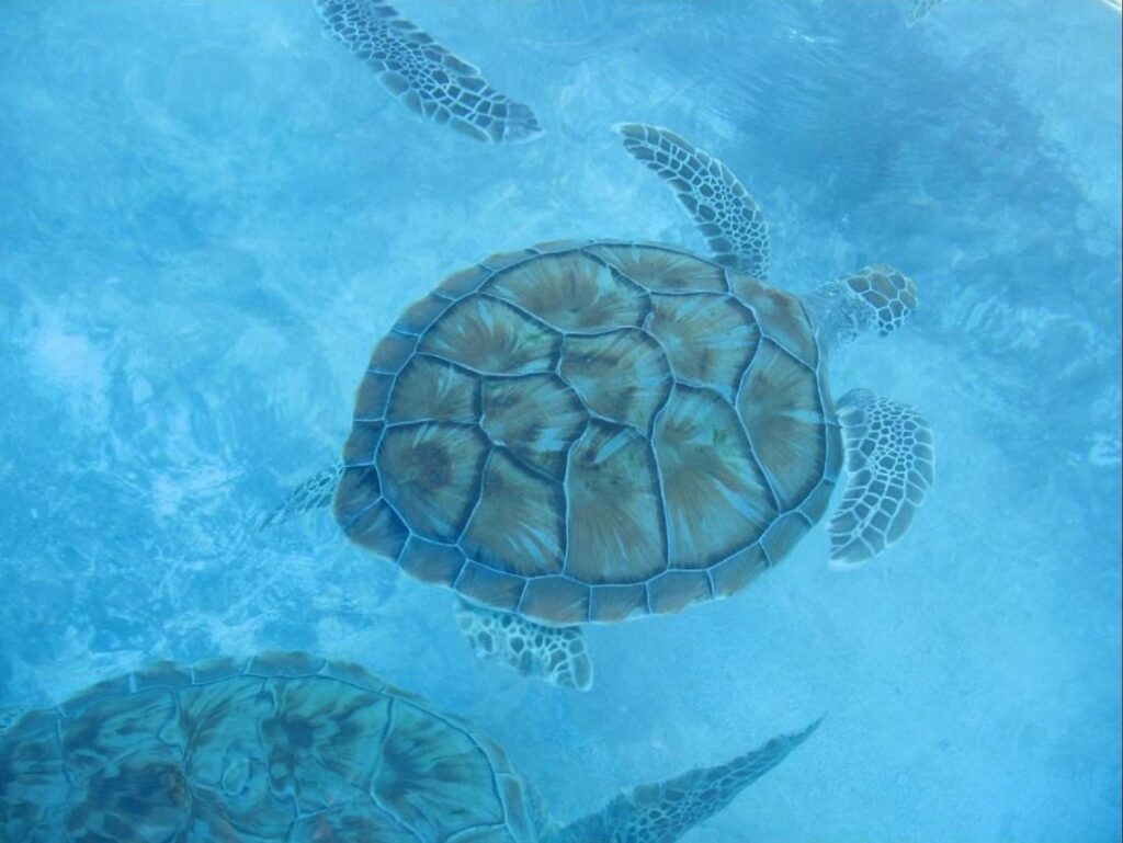 Recolección de nidos de tortugas protegidos Hasta la fecha en Isla Mujeres se han recolectado 152 nidos protegidos en el corral establecido en la playa Media Luna; con 17 mil 409 huevos protegidos, de ellos la tortuga blanca es la que más ha llegado a los arenales de la zona insular con 14 mil 386 huevos, seguido de la caguama que lleva 2 mil 859 y luego la especie carey que apenas empieza a llegar, por lo que hasta la fecha tiene menor número con 167 huevos, comentó Edwin Novelo, titular de Inapesca. La temporada de anidación de tortugas marinas comenzó el pasado15 de mayo y finaliza el 15 de octubre. En el 2022 se liberaron más de 60 mil huevos de tortugas en Isla Mujeres.