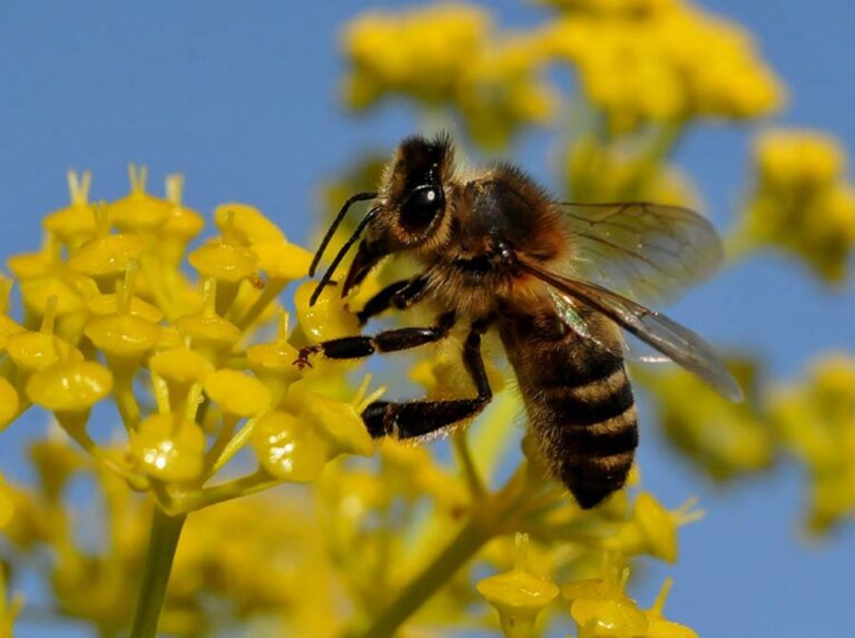 Abeja melífera puede poner patas arriba todo el ecosistema