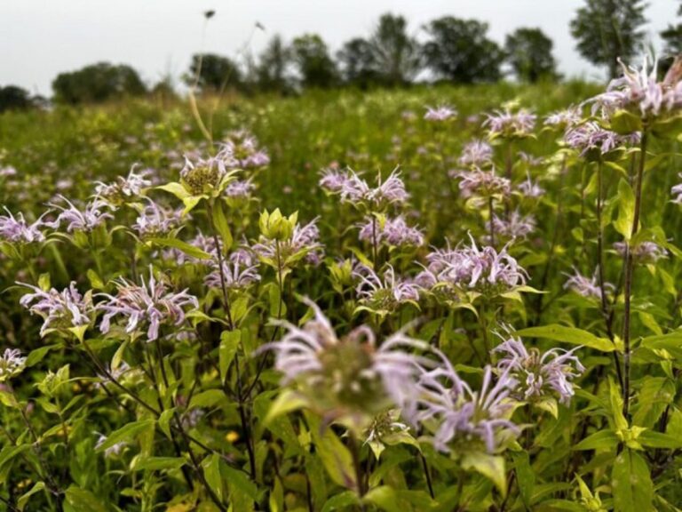 Analizan 771 especies de flora en peligro de extinción