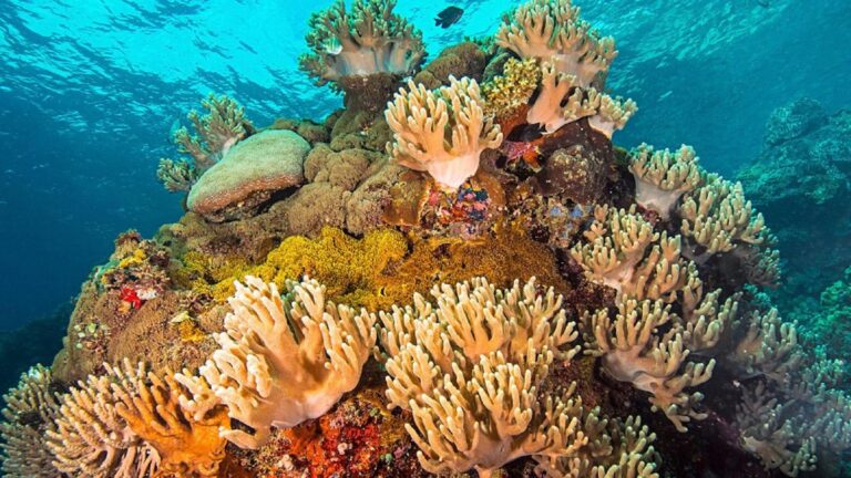 Arrecifes de coral pierden color por altas temperaturas