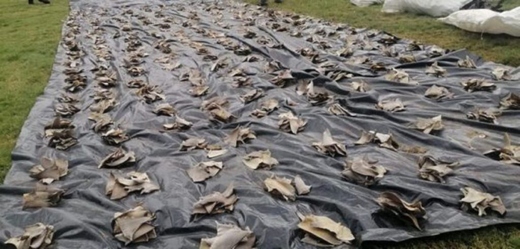 Incautan más de seis toneladas de aletas de tiburón