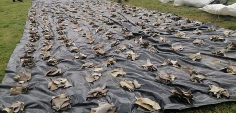 Incautan más de seis toneladas de aletas de tiburón