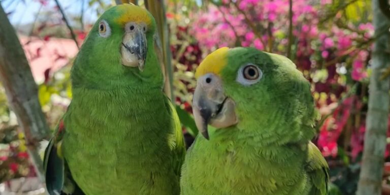 Detienen a traficantes de aves en peligro de extinción