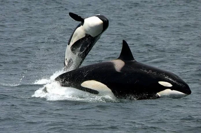 Orcas desaparecerían de 30 a 40 años