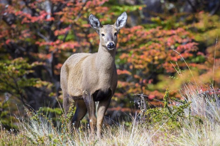 Pareja de biólogos trabajan para salvar al huemul en la Patagonia