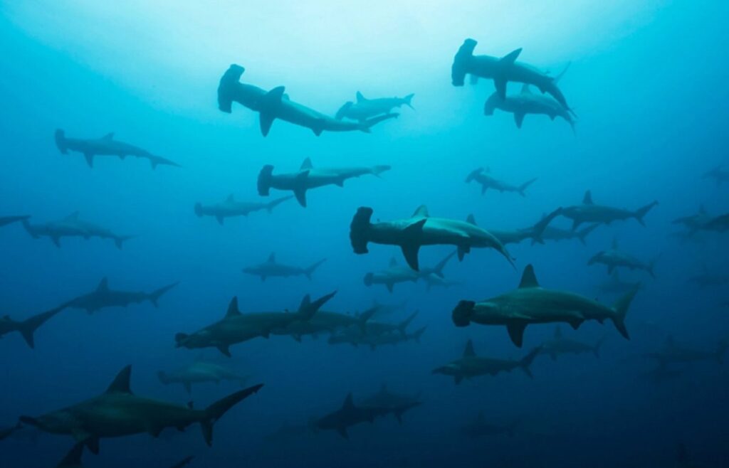 Saving our Sharks piden evitar pesca de tiburones
