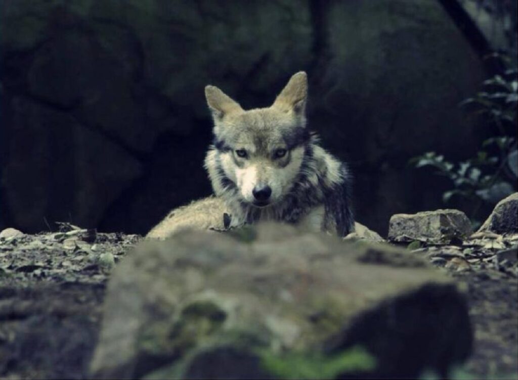Nacen 21 cachorros de lobo mexicano en Zoológico Guadalajara