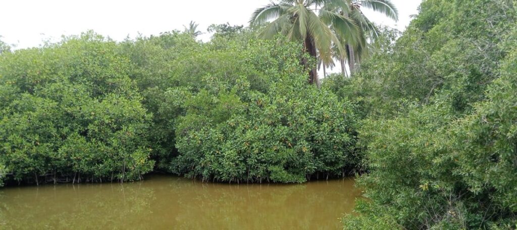 Laguna de Colima pierde 50 por ciento de zona de manglar