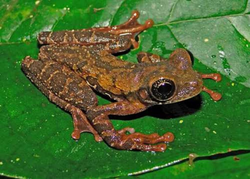 Científicos descubren nueva especie de rana en reserva de Perú