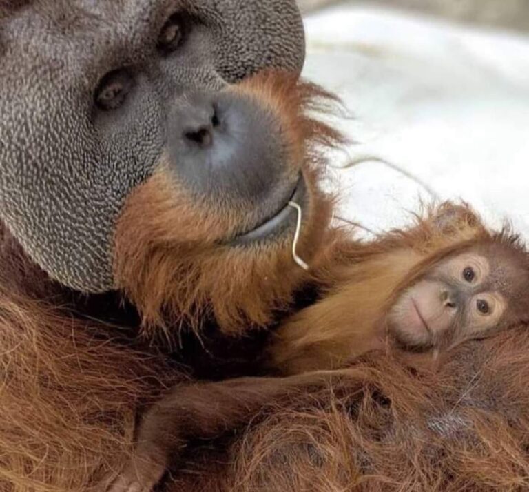 Bebé orangután fue exhibido por madre en Inglaterra