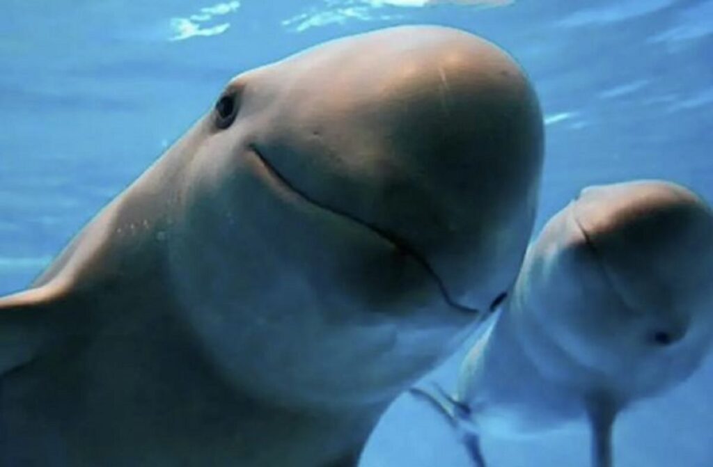 Según México EU decide no sancionarlo por comercio ilegal de buches de totoaba