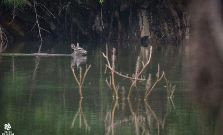 Rescatarán puntos rojos de la Sierra Gorda
