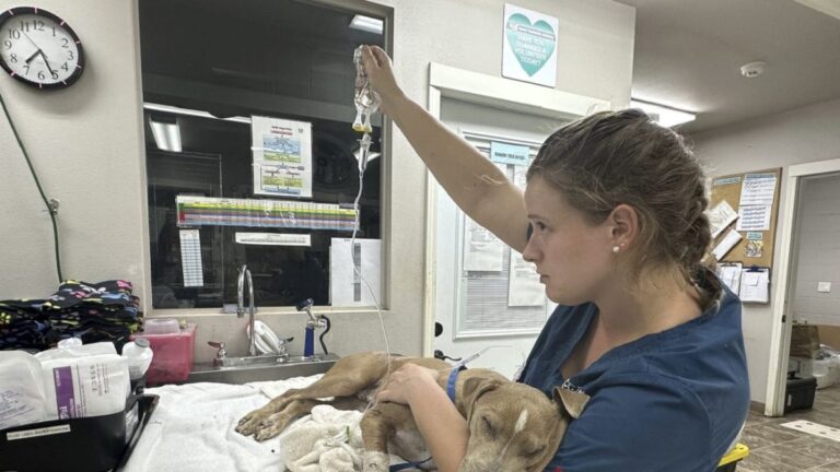 Por incendios en Maui, animales también sufren las consecuencias