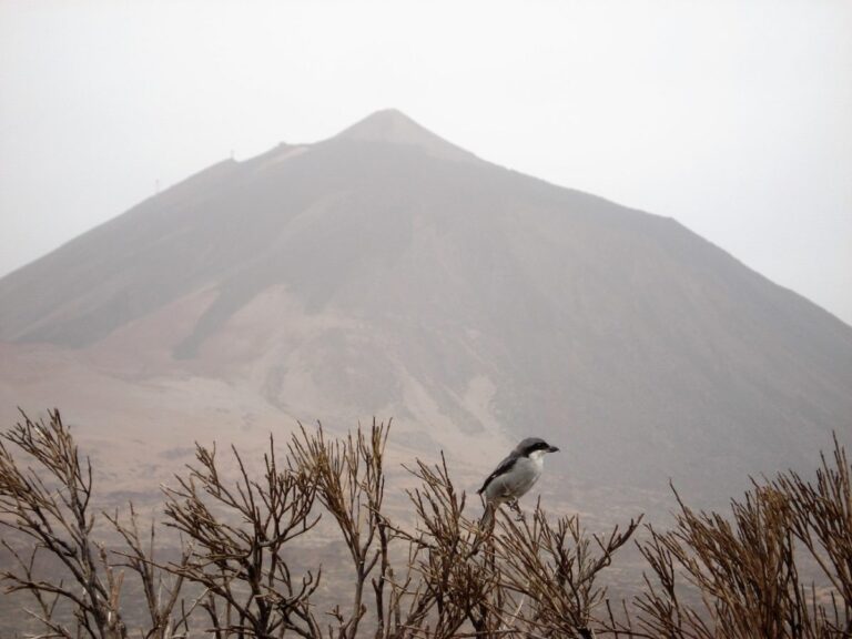 Incendio en Tenerife afecta aves y espacios protegidos