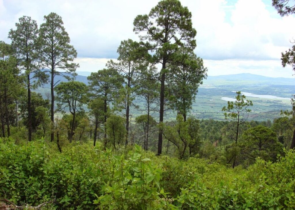 Tala clandestina afecta bosques en el Estado de México