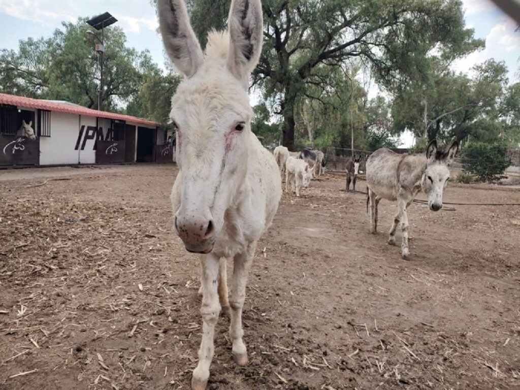 Gente en México ha olvidado a los burros: Burrolandia