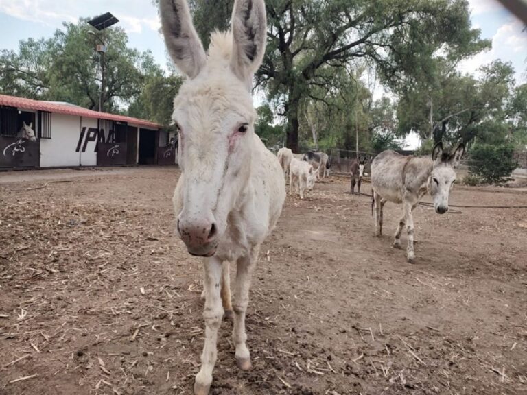 Gente en México ha olvidado a los burros: Burrolandia