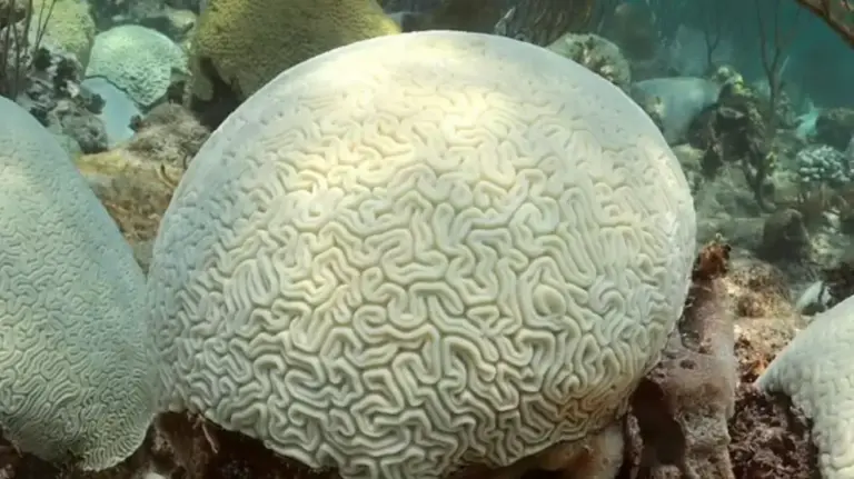 Calentamiento oceánico provoca que cambios en coral