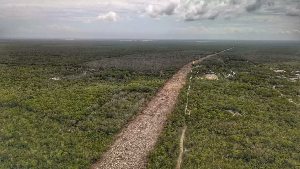 Acusan deforestación sin permisos para el Tren Maya