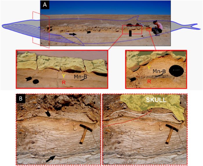 Descubren en Perú fósiles del animal más grande de todos los tiempos