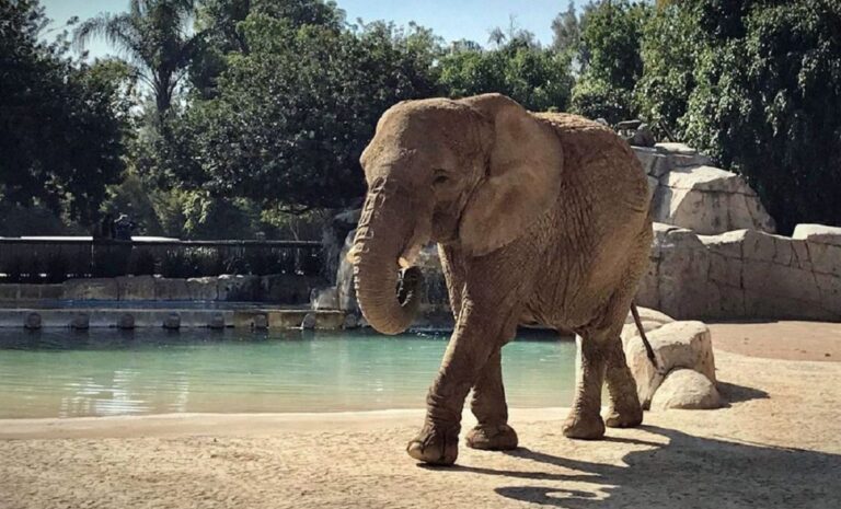 Suprema Corte atrajo el caso de mal trato hacia elefanta Ely