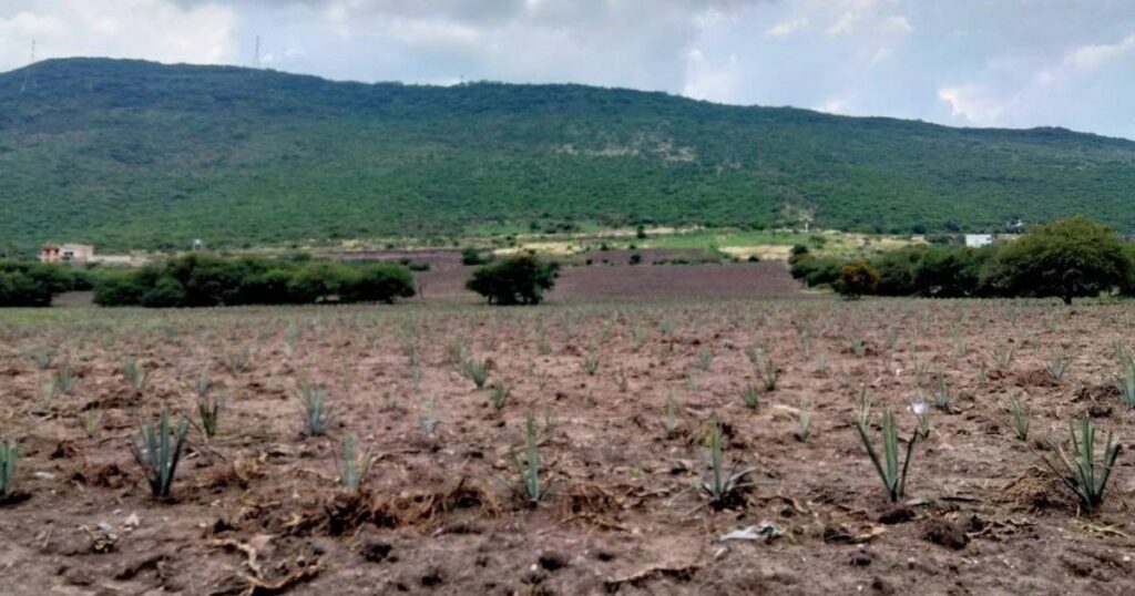Advierten sobre falta de lluvias en gran parte del país por canícula