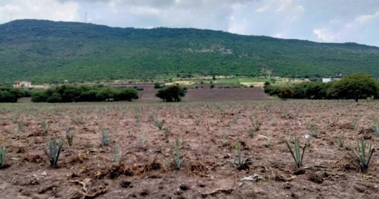 Advierten sobre falta de lluvias en gran parte del país por canícula