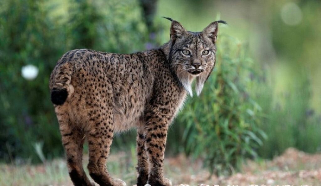 Más de 5 mil especies son amenazadas por el cambio climático