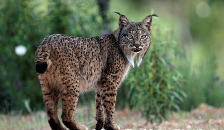 Más de 5 mil especies son amenazadas por el cambio climático