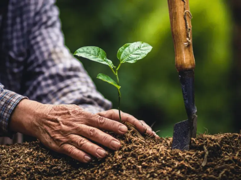 Brasil disminuiría emisiones de carbono si siembra 12 m de hectáreas