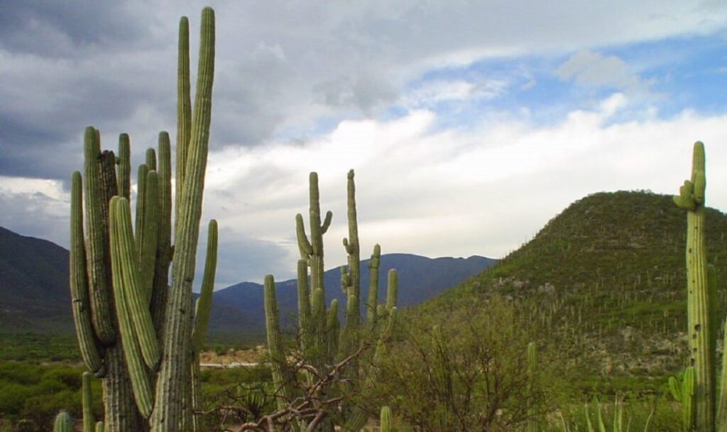 Fauna y flora de sierra mixteca son afectadas por la destrucción del medio ambiente